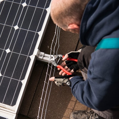 Pigeons nesting in the gap beneath solar panels